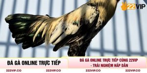 Đá Gà Online Trực Tiếp Cùng 22VIP - Trải Nghiệm Hấp Dẫn