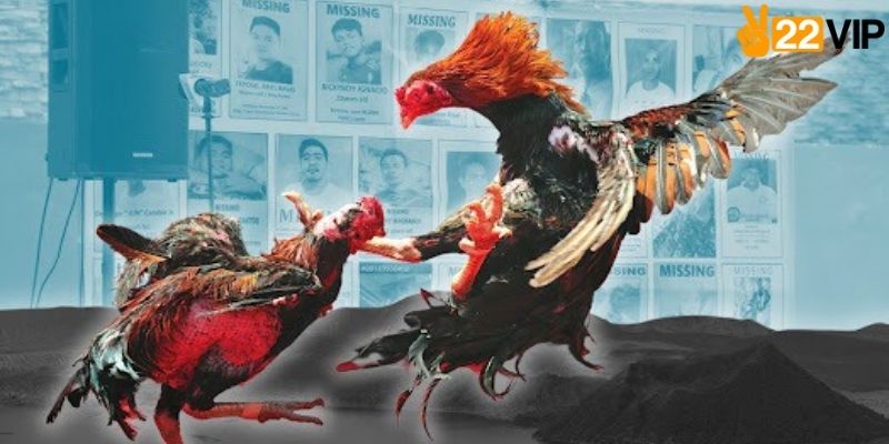 Hướng dẫn tham gia đá gà