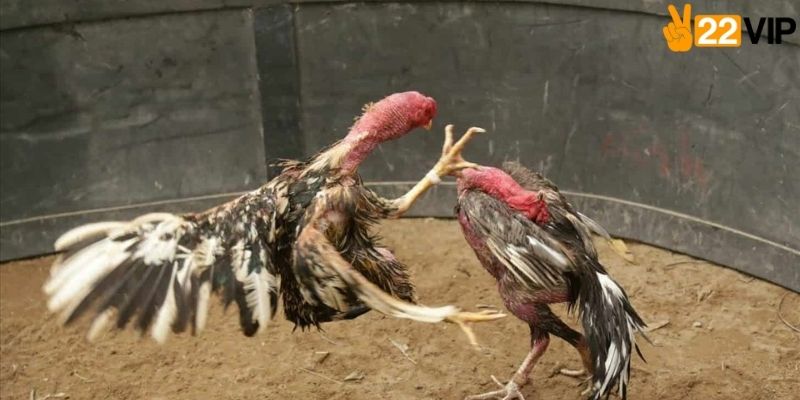 Những lưu ý khi chơi đá gà